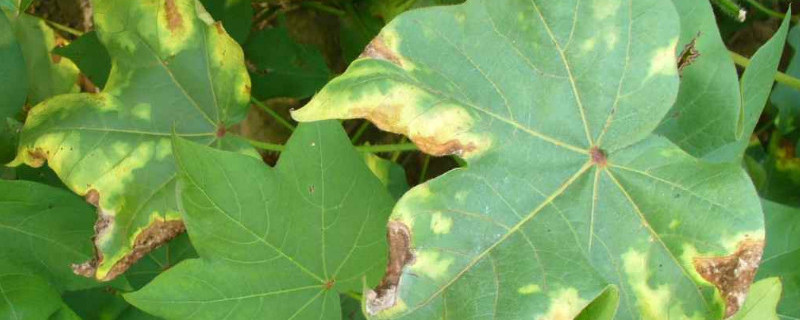 叶枯病怎么治 叶枯病怎么治疗