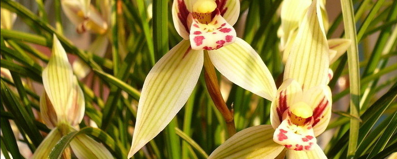 什么兰草不是肉质根（什么兰草不是肉质根）