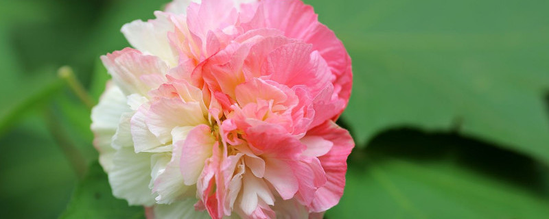 三醉芙蓉花养殖方法（三醉芙蓉的繁殖方法）