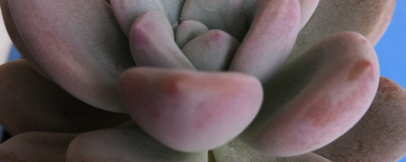 奥普琳娜与冬美人区别（奥普琳娜和胖美人是一个品种?）