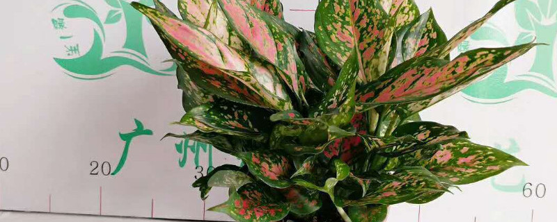 吉利红和如意皇后的区别 如意皇后和吉利红是一种植物吗