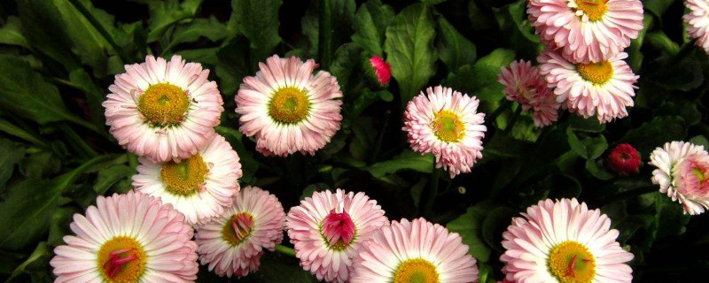 翠菊的种子怎样采摘（翠菊的种子怎样采摘视频）