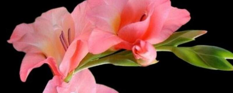 剑兰一年开几次花（剑兰每年都开花吗）