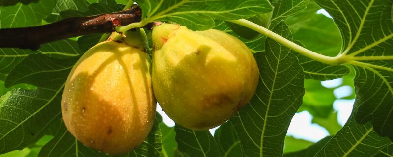 无花果不开花是真的吗（无花果不开花是真的吗?）