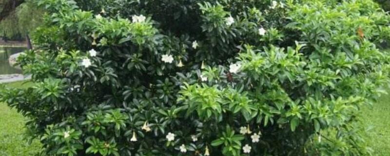 灰莉有毒吗 灰莉能吃吗