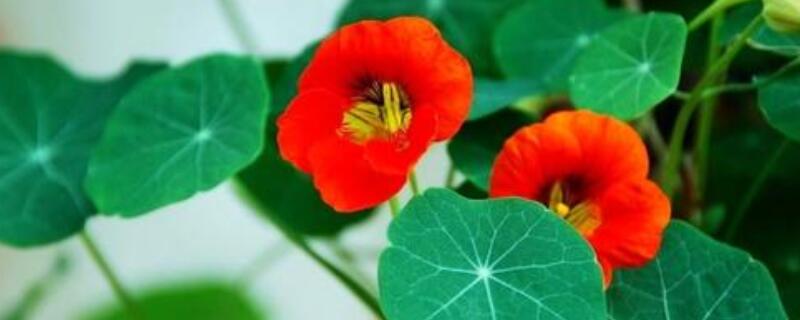 旱金莲如何快速发芽（旱金莲如何快速发芽养护）