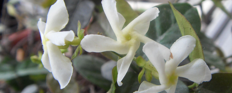 花叶络石的寓意是什么（花叶络石的花语）