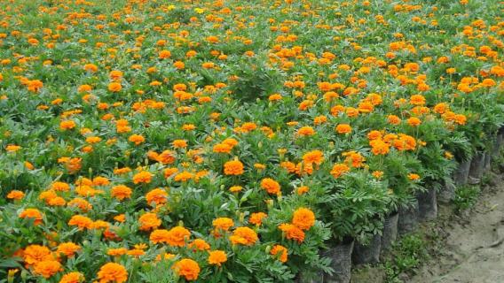 孔雀草怎么修剪