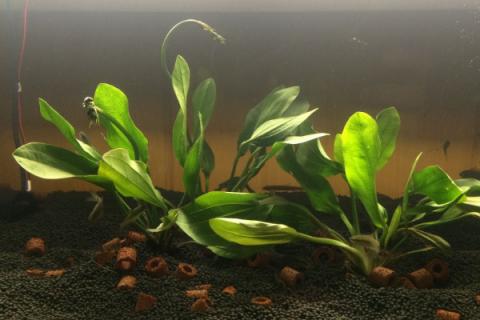 鱼缸净化的植物