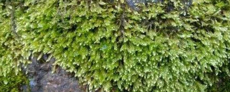 水苔和青苔的区别 白水苔和青水苔的区别