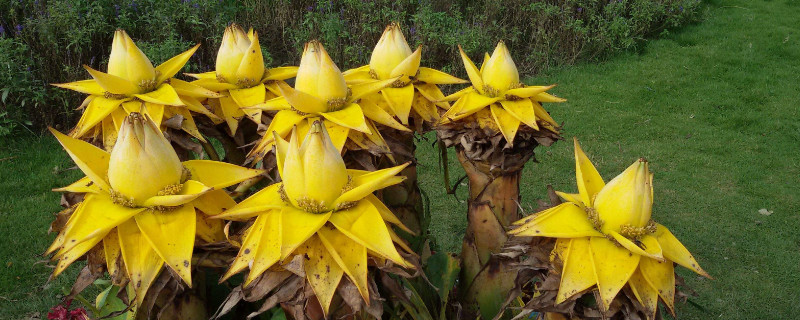 地涌金莲能否种家里 地涌金莲家里可以种吗