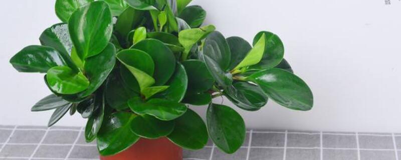 植物叶片发白怎么治 植物叶子泛白怎么处理