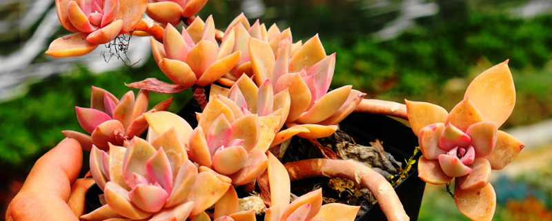 多肉老桩怎样盘造型（多肉老桩怎样盘造型好看）