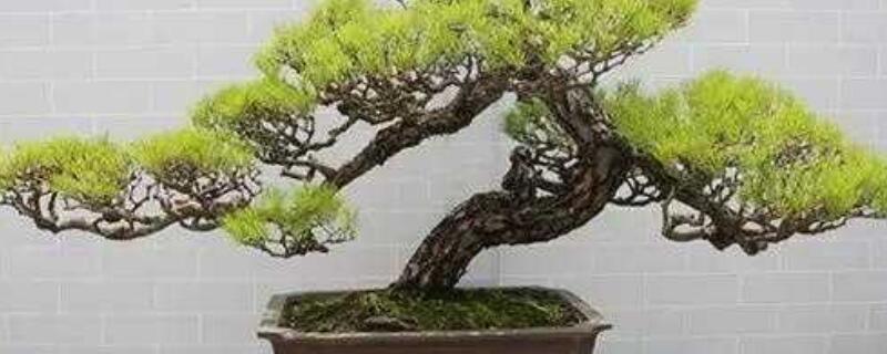 下山桩是什么意思（上山桩什么意思）