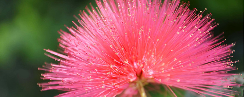 朱缨花和合欢花的区别 朱缨花和合欢花的区别在哪