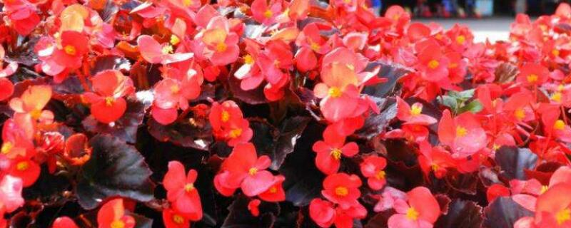 四季海棠叶子发白怎么办 四季海棠叶子发白怎么办视频