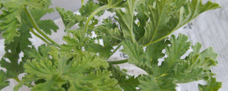 驱蚊草叶子发黄枯萎 驱蚊草叶片枯黄怎么办?