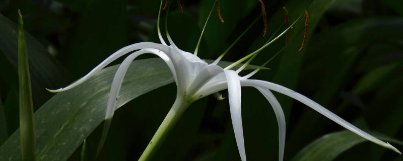 文殊兰如何修剪（文殊兰如何修剪造型）