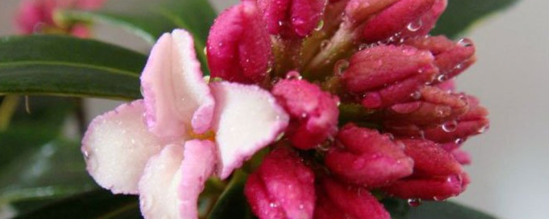 瑞香扦插水培技巧（瑞香怎样扦插）