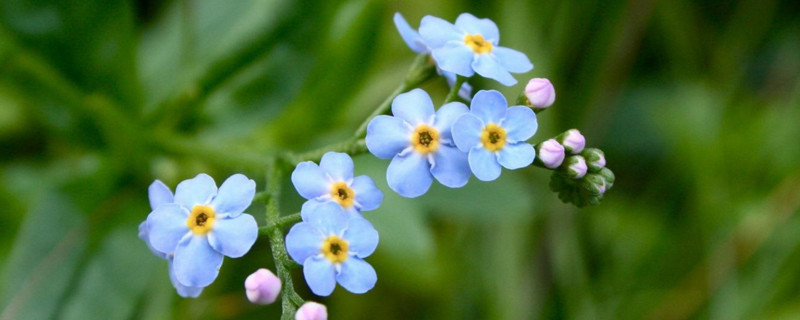 象征友谊的花（象征友谊的花有哪些）