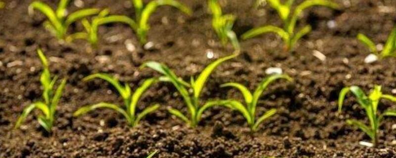 间苗是什么意思 油菜间苗是什么意思