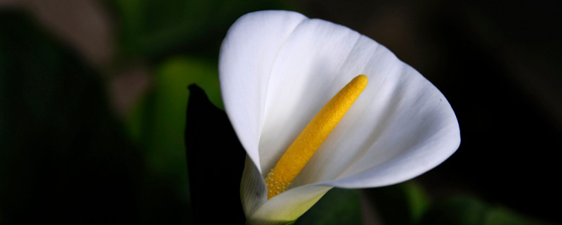 朋友之间送什么花合适（给关系好的女性朋友送什么花）