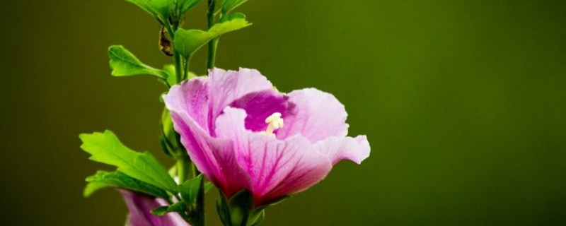 株瑾花怎么修剪（木瑾花怎么修剪）