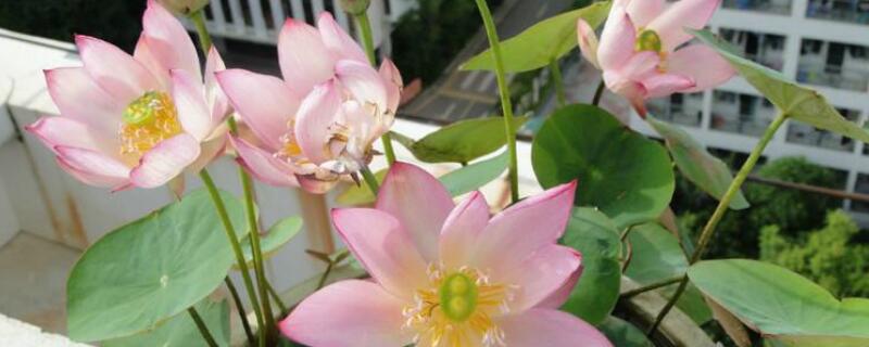 碗莲入泥后需要换水吗（碗莲入泥后多久换水）