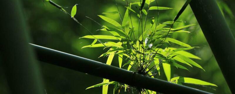 竹子掉粉虫怎处理 竹子有腻虫怎么办