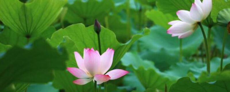 盆栽荷花枯萎了怎么办 盆栽荷花枯萎了怎么办视频