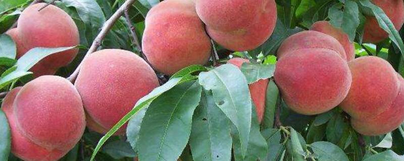 桃树如何摘心 桃树摘心技术视频