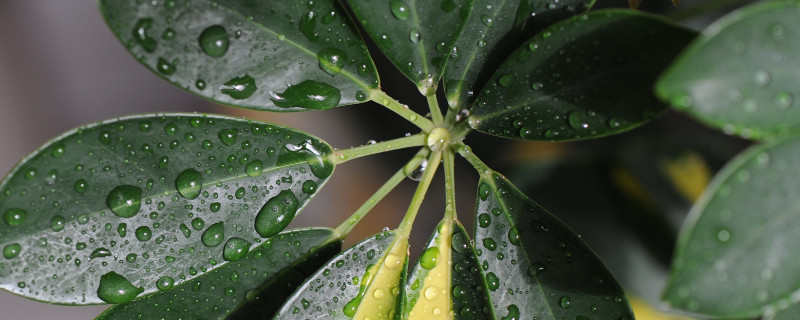 鹅掌木掉叶子怎么回事（鹅掌木枯叶怎么办）