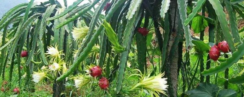 阳台火龙果的种植方法 阳台火龙果的种植方法怕不怕水