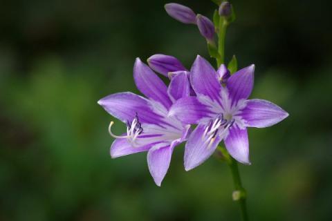 什么花耐寒好养