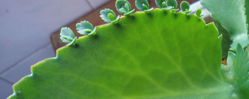 大叶落地生根有毒吗 大叶落地生根有毒吗?