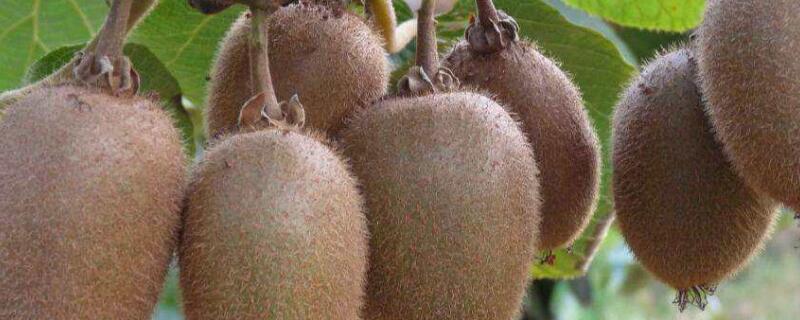 翠香和徐香的区别 翠香和徐香哪个甜