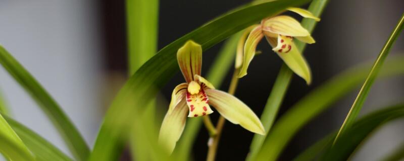 四季兰与建兰的区别 四季兰与建兰的区别是什么