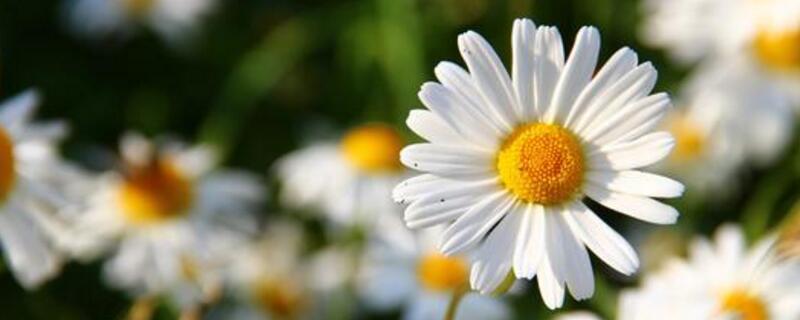 小雏菊鲜花能养多久 小雏菊能养活吗