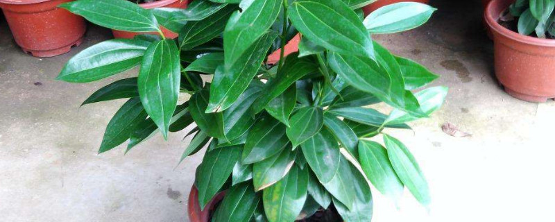 平安树叶子下垂怎么办（平安树叶子下垂是怎么回事）