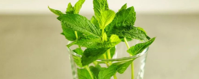 薄荷太长了怎么修剪（薄荷太长了怎么修剪好看）