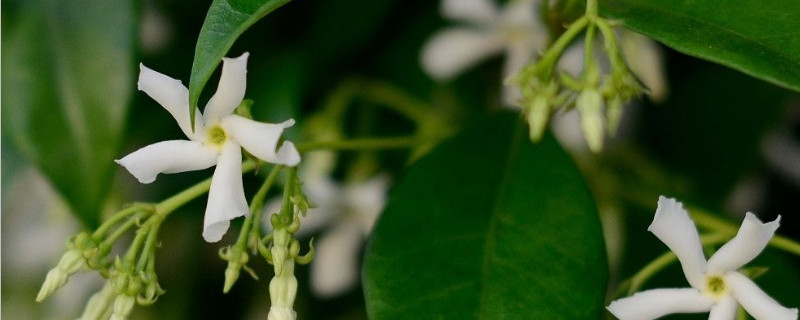 盘龙桂的繁育方法 盘龙桂的繁育方法