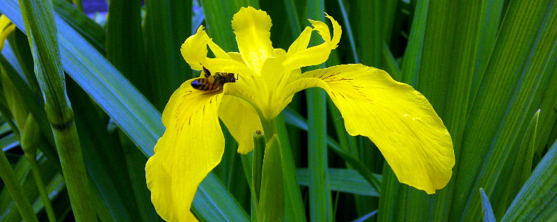什么花代表友谊（闺蜜送什么花合适）