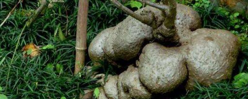 山乌龟的作用与毒性（山乌龟的作用与毒性大吗）