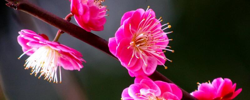 送梅花代表什么意思 梅花送花