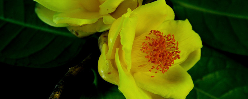 金茶花种子种植方法（金茶花种子种植方法图解）