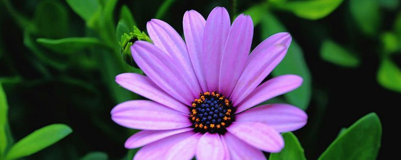 蓝目菊怎么打顶 蓝目菊怎么打顶一盆种几颗