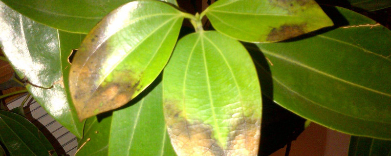 炭疽叶枯病怎么治 炭疽叶枯病的防治方法