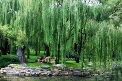 杨柳树和柳树有什么区别