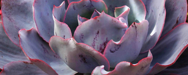 广寒宫怎么授粉 广寒宫可以控养吗