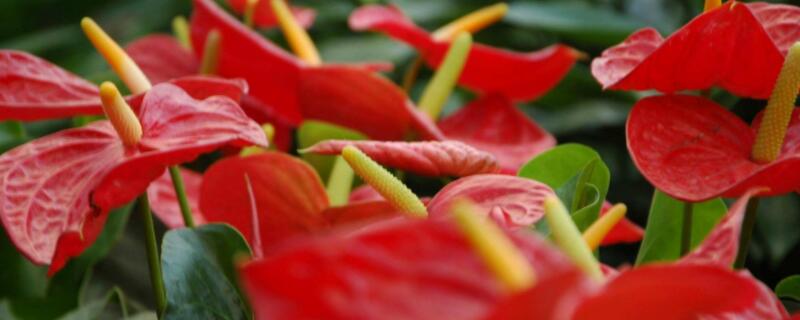 净化空气的植物室内花（净化空气的植物花卉）